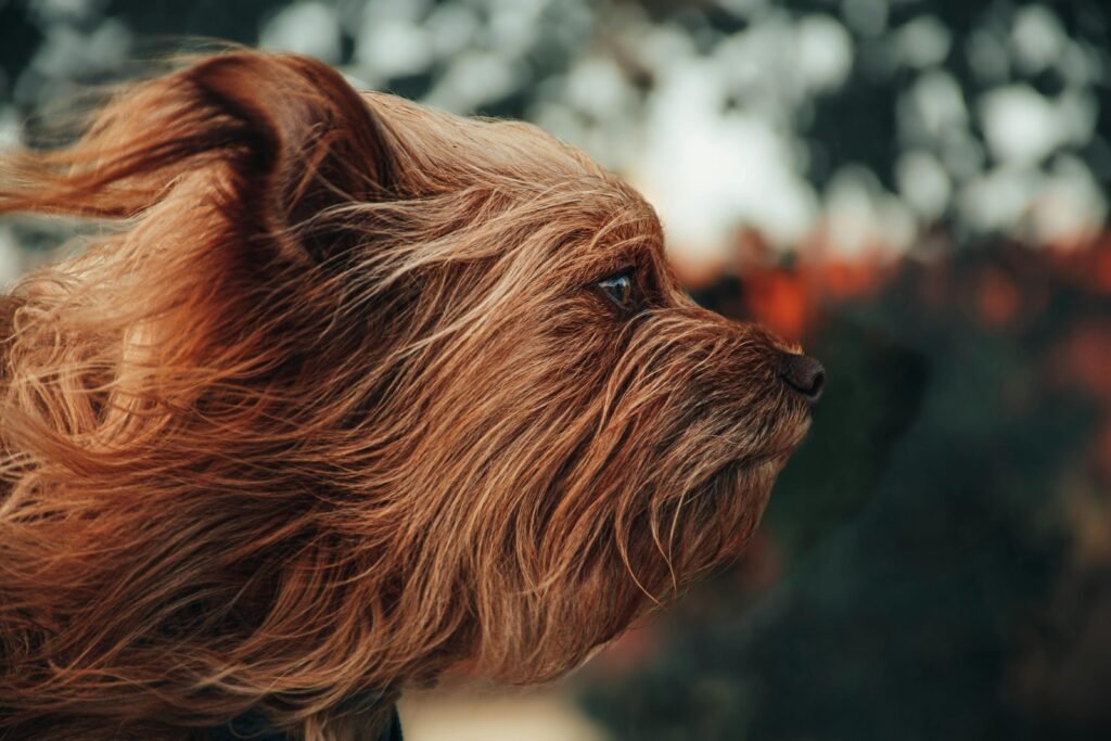 pexels-photo-12038581-12038581 A side view of a Yorkshire Terrier dog with flowing fur, captured outdoors in a natural setting.